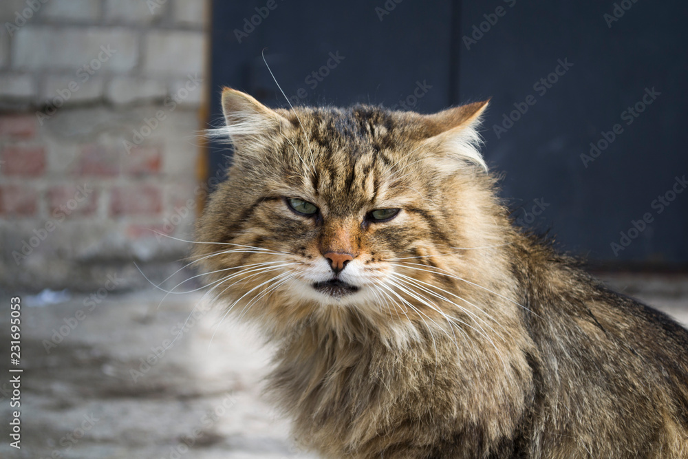 Homeless cat on the street. Homeless animals in European countries. The problem of stray animals