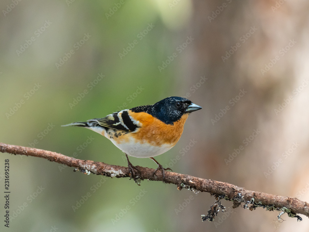 Brambling (Fringilla montifringilla) sitting on a branch in a pine tree. Brambling (Fringilla montifringilla) sitting on a branch in a pine tree.