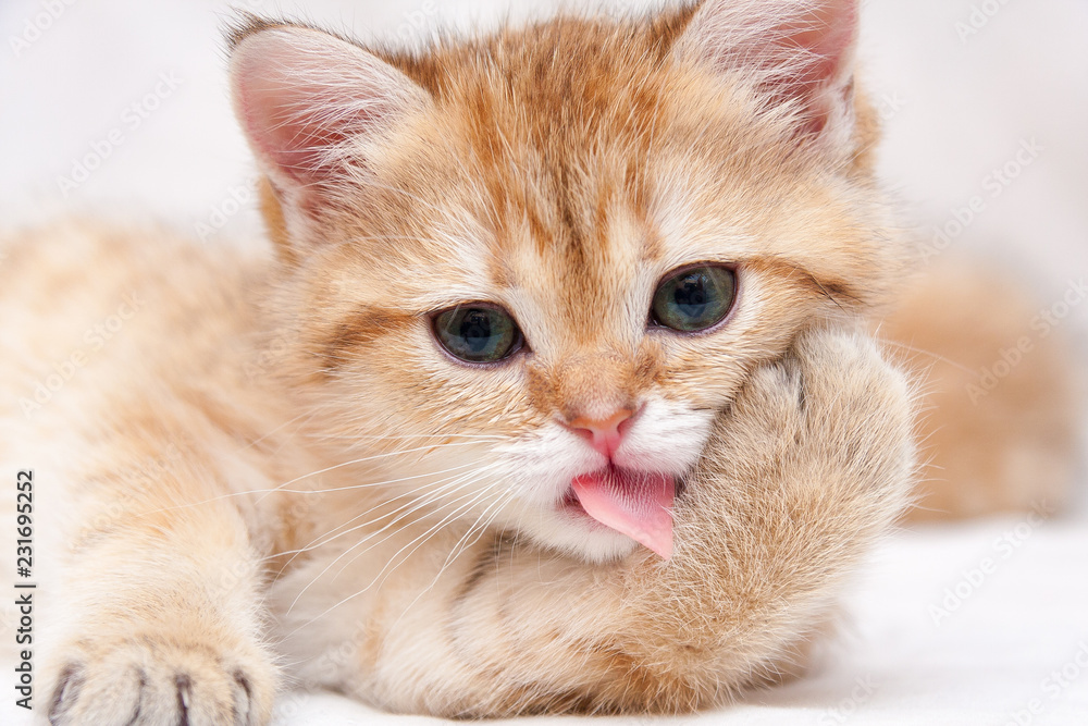 Portrait of a Golden British kitten who washes pink rough tongue pressing the foot to the cheek