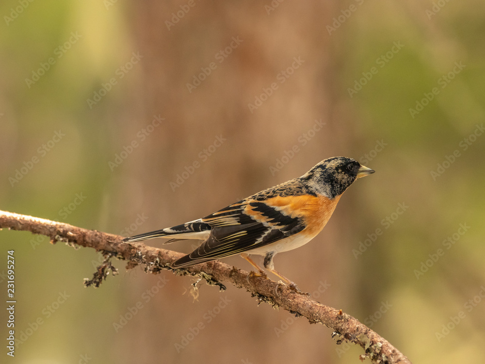 Fototapeta premium Brambling (Fringilla montifringilla) sitting on a branch in a pine tree.