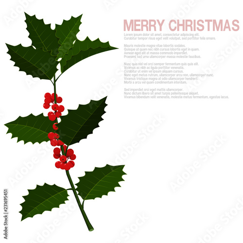 Isolate many holly leaves and many berries on branch