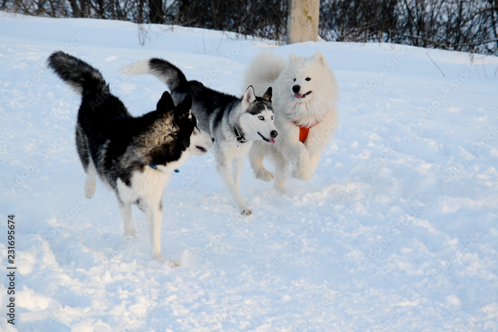 Husky and Samoyed dogs walk in nature in the winter, play, run, have fun in the snow Husky and Samoyed dogs walk in nature in the winter, play, run, have fun in the snow