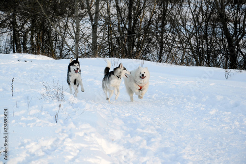 Husky and Samoyed dogs walk in nature in the winter  play  run  have fun in the snow