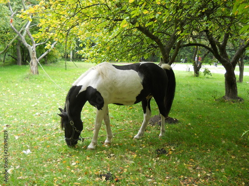 Horse grazing in a park in nature