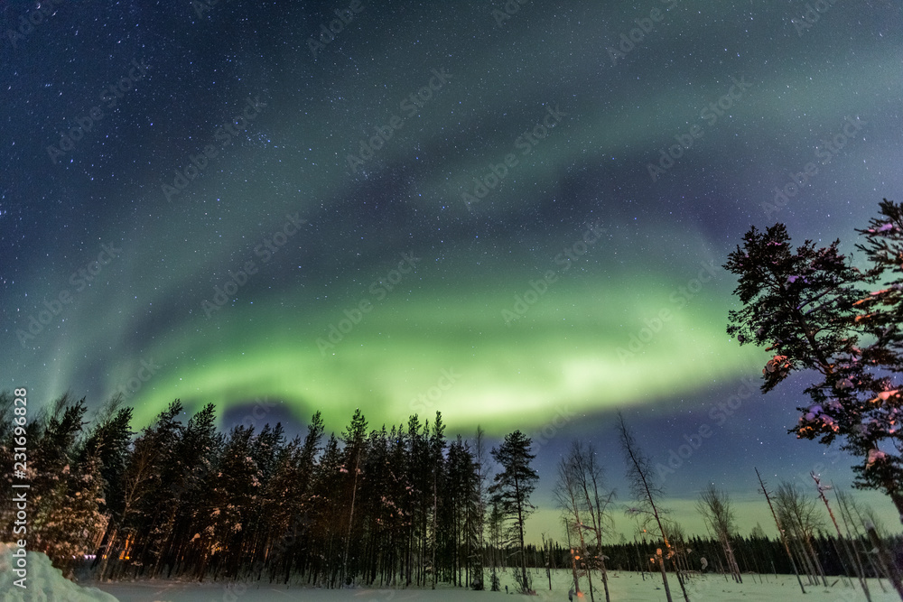 Northern Lights over snow-covered forest