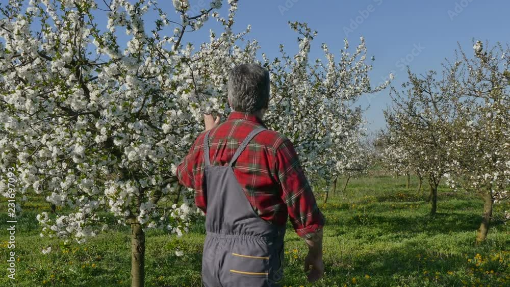 Farmer or agronomist examining blossoming cherry trees in orchard,spring time 4K footage Farmer or agronomist examining blossoming cherry trees in orchard,spring time 4K footage
