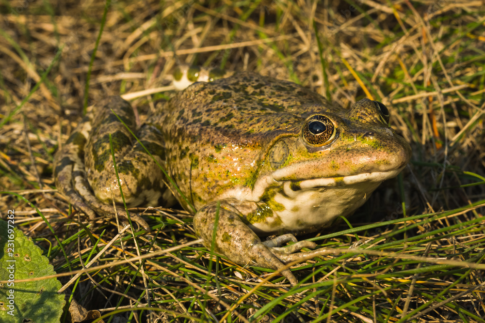 Obraz premium Pool Frog (Pelophylax Lessonae).