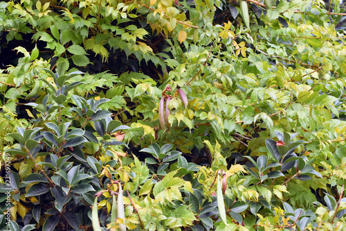 Green leaves of different shades and different shapes as a background.
