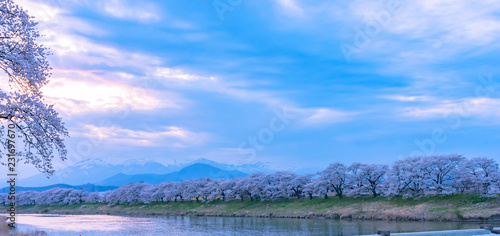 Shiroishigawa-tsutsumi Hitome Senbonzakura in sunny weather, Cherry blossoms along the bank of Shiroishi river in Funaoka Castle Ruin Park, Sendai, Miyagi prefecture, Japan