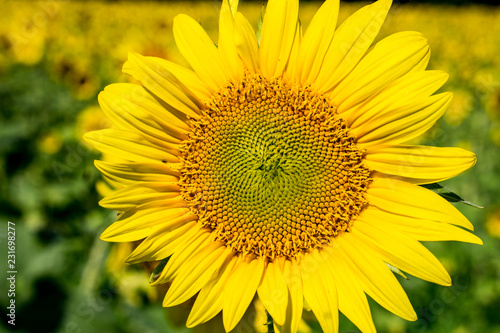 Fototapeta Naklejka Na Ścianę i Meble -  Yellow Sunflower with Field in Background