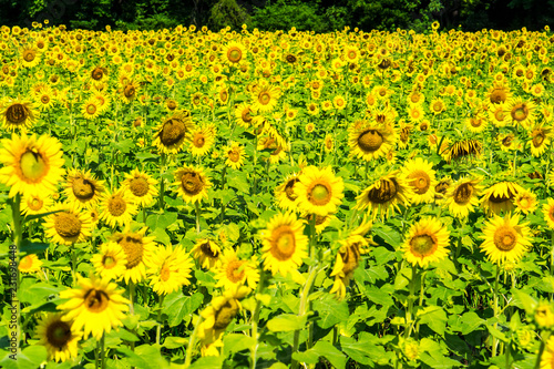 Fototapeta Naklejka Na Ścianę i Meble -  Vast Sunflower Field