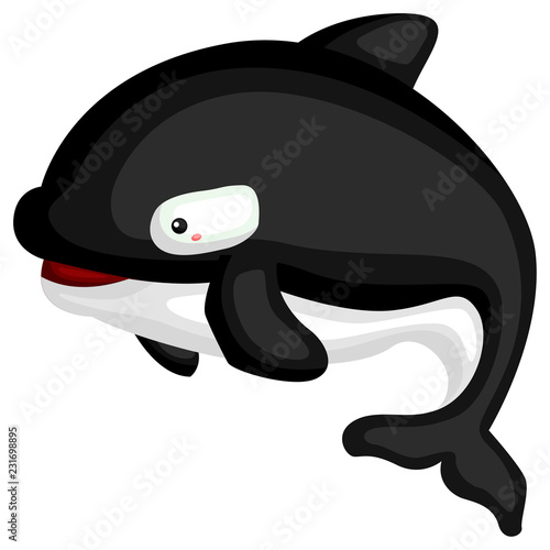 a vector of a killer whale with it's 2 colors