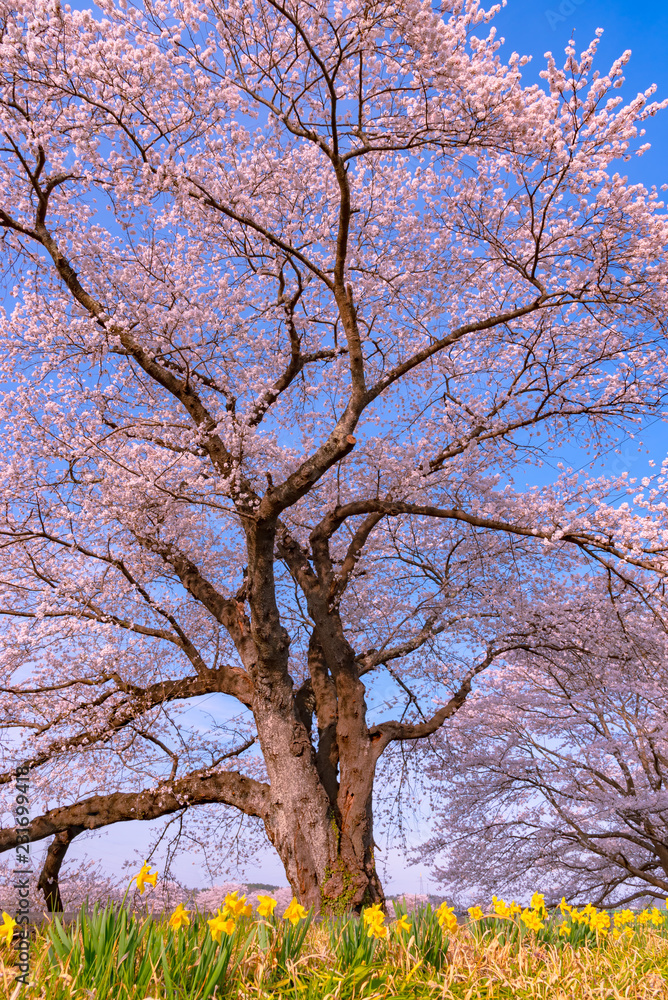 Narcissus field pathway with the Cherry Blossom tree background along Shiroishi river banks in Funaoka Castle Ruin Park, Sendai, Miyagi prefecture, Japan ( Shiroishigawa tsutsumi Hitome Senbonzakura ) Narcissus field pathway with the Cherry Blossom tree background along Shiroishi river banks in Funaoka Castle Ruin Park, Sendai, Miyagi prefecture, Japan ( Shiroishigawa tsutsumi Hitome Senbonzakura )
