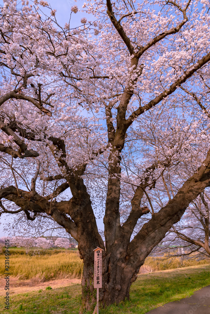 The largest yoshino cherry tree in Japan at Shiroishi river banks in Funaoka Castle Park, Miyagi, Japan. Text on the wooden billboard is The largest yoshino cherry tree in Japan at Shiroishi river banks in Funaoka Castle Park, Miyagi, Japan. Text on the wooden billboard is