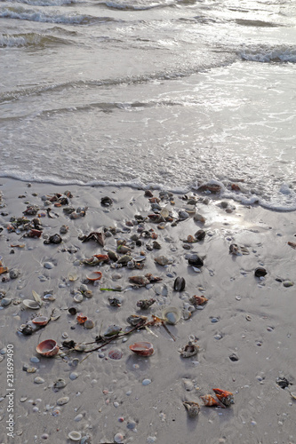 Shells on the beach at Sanibel Island Florida vertical photo