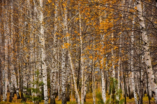 birch in autumn