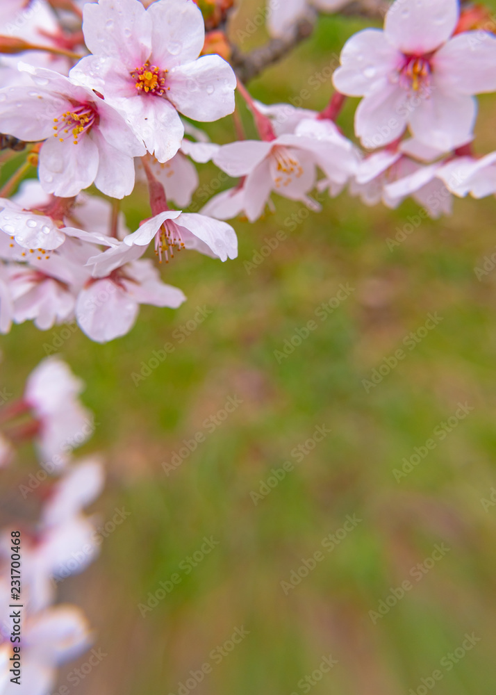 Cherry blossom in spring season at Tokyo, Japan. Cherry blossoms will start blooming around the late March in Tokyo, Many visitors to Japan choose to travel in cherry blossom season. Cherry blossom in spring season at Tokyo, Japan. Cherry blossoms will start blooming around the late March in Tokyo, Many visitors to Japan choose to travel in cherry blossom season.