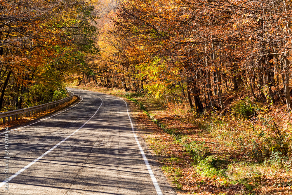 Scenic view of a new road through autumn trees