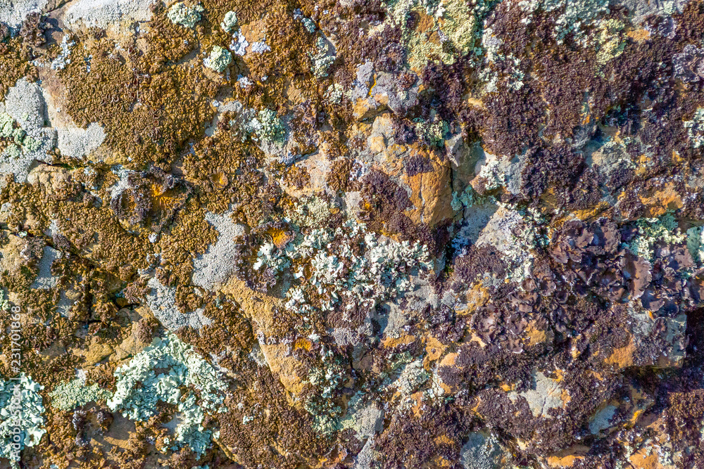 Background of natural colored background with a rough texture on the stones in the mountains. Mold and algae of different colors Background of natural colored background with a rough texture on the stones in the mountains. Mold and algae of different colors