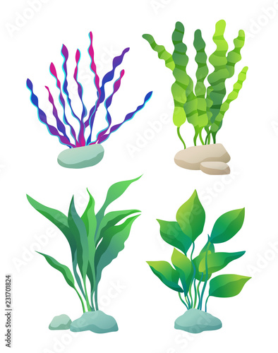 Sea or Aquarium Algae Types Color Illustration Set