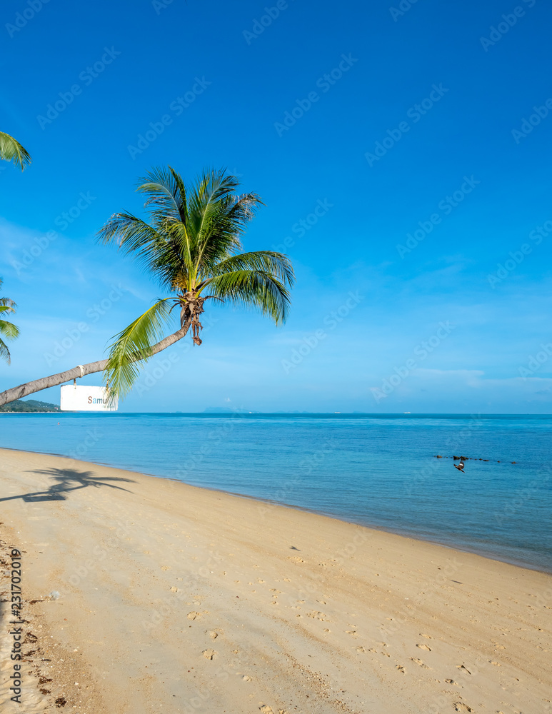 Coconut tree on sand beach with seascape view in Samui island, Thailand, summer season