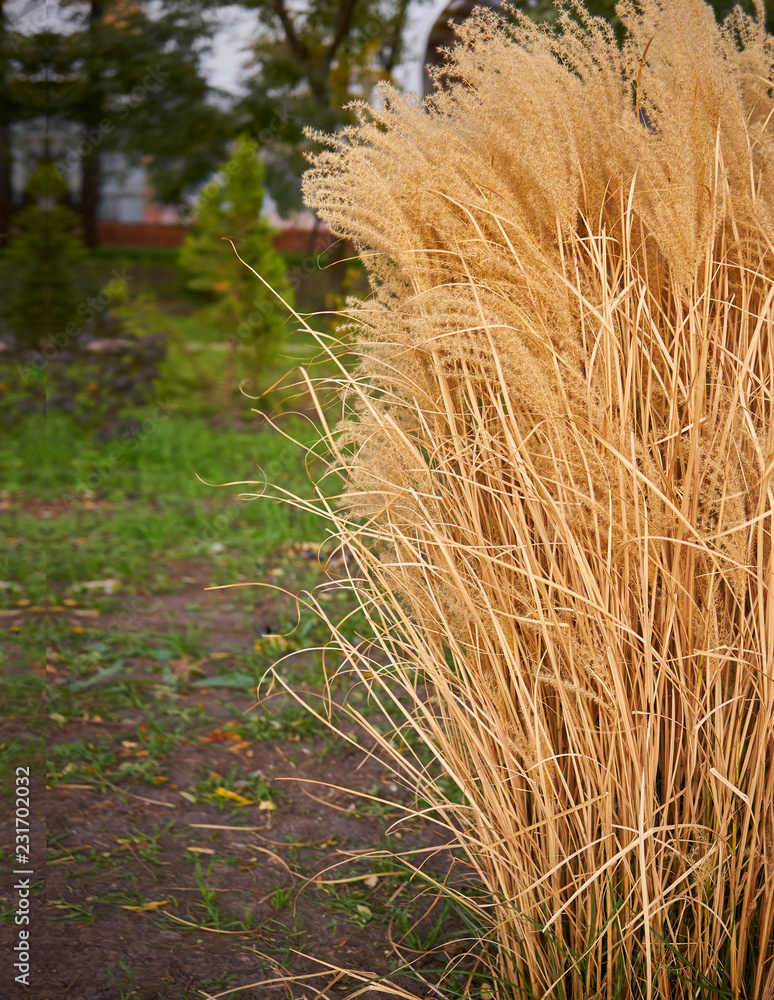 A beautiful yellow plant grows on the street. Reed A beautiful yellow plant grows on the street. Reed