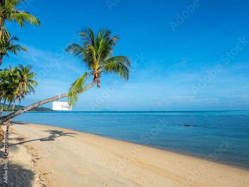Coconut tree on sand beach with seascape view in Samui island  Thailand  summer season