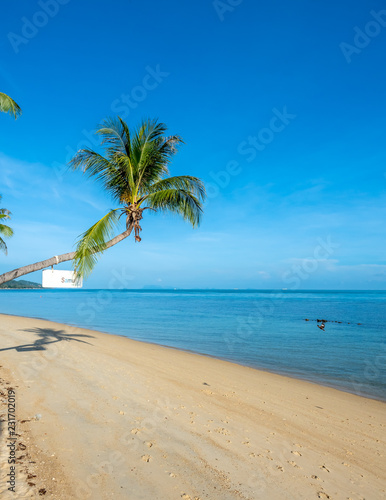 Fototapeta Naklejka Na Ścianę i Meble -  Coconut tree on sand beach with seascape view in Samui island, Thailand, summer season