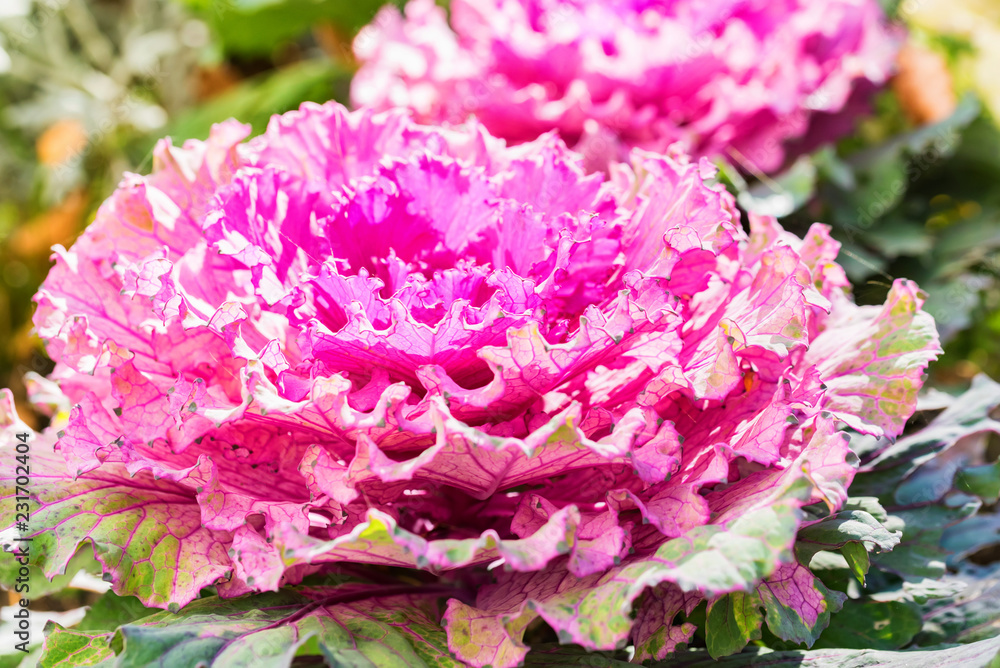 Obraz premium Decorative ornamental cabbage in garden close up