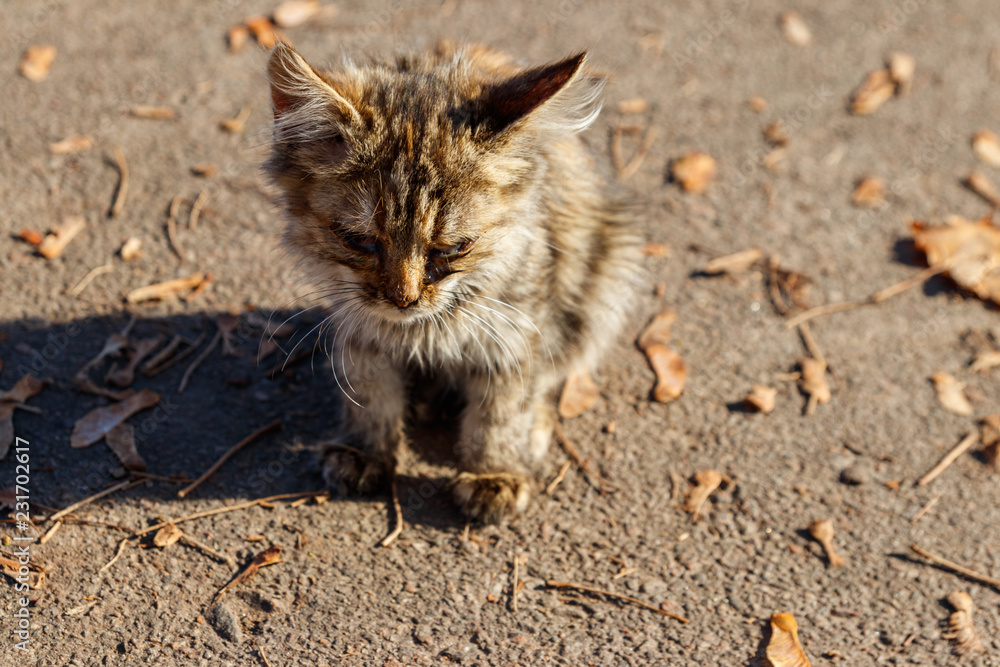 Homeless ill kitten in city autumn park Homeless ill kitten in city autumn park