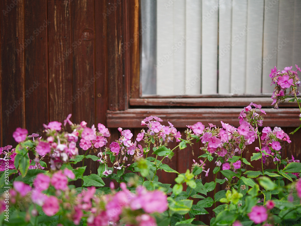phloxes in front of a house phloxes in front of a house