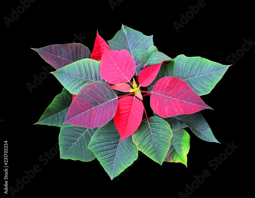 Poinsettia  Christmas star  new year plant isolated on black background with clipping path.