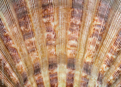 Extreme closeup of a textured seashell