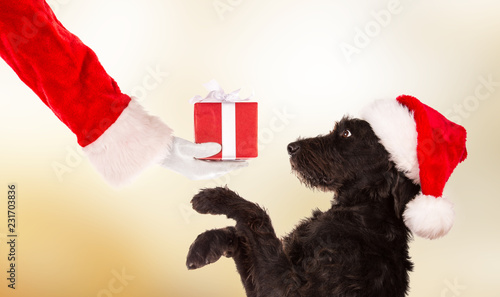 Fototapeta Naklejka Na Ścianę i Meble -  Black dog in santa cap