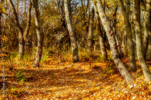  yellow trees and fallen leaves in the autumn forest