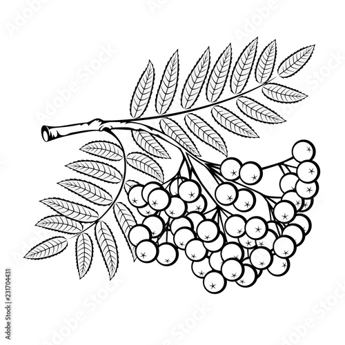 Rowan branch