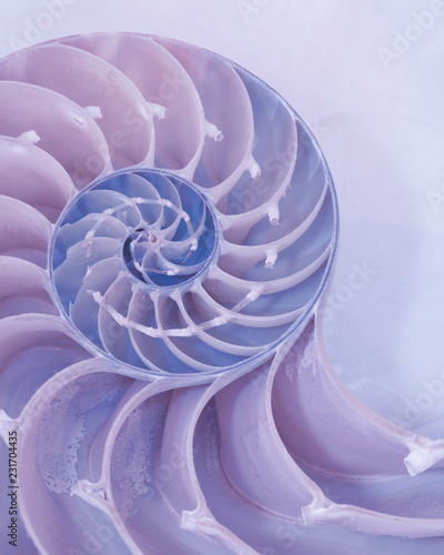 Extreme closeup of a cross section of a Nautilus shell in pastel pink and blue colors
