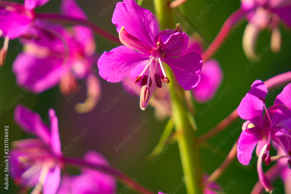 Flowers of fireweed closeup. Flowers of fireweed closeup.