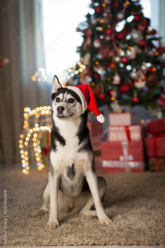 Obraz premium dog under the christmas tree