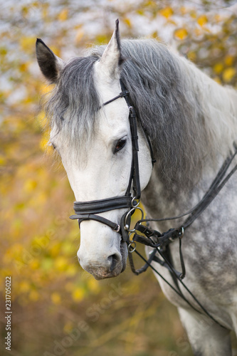 Horse on a walk in the autumn