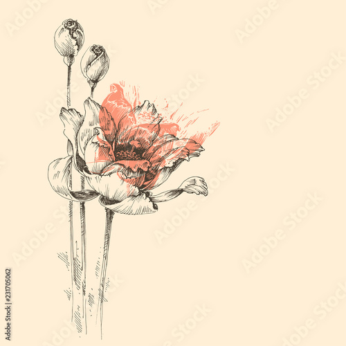 Roses vector sketch, beautiful artistic greeting card