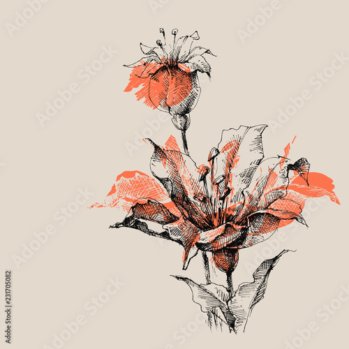 Lily flowers vector sketch, beautiful artistic greeting card