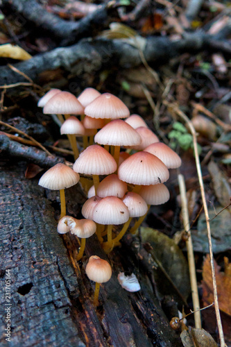 Funghi photo