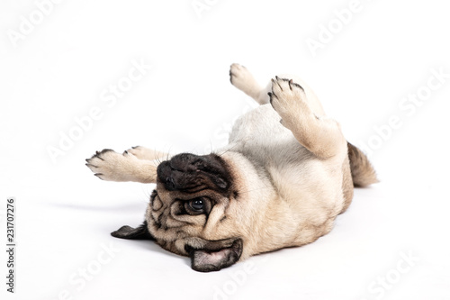 Fototapeta Naklejka Na Ścianę i Meble -  Cute pet dog pug breed lying on ground and smile waiting for playing with owner happiness feeling so funny and comfortable making serious face isolated on white background,Friendly Pet Concept