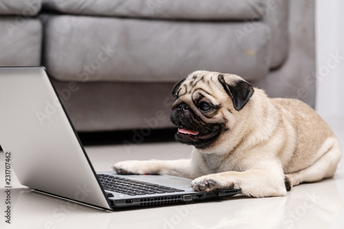 Fototapeta Naklejka Na Ścianę i Meble -  Cute dog Pug breed lying on ground looking on computer screen working and typing with computer laptop feeling happiness and comfortable