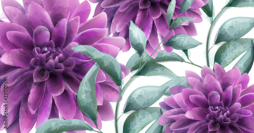 Dahlia purple flowers banner Vector watercolor. Beautiful poater vintage prov...