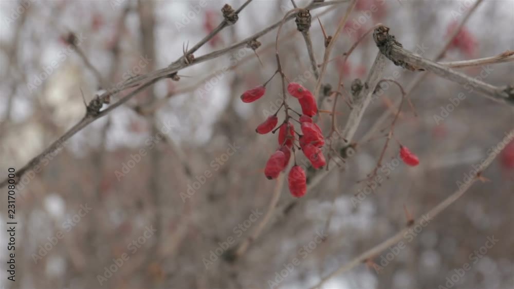 Branch of a barberry bush in winter, closeup Branch of a barberry bush in winter, closeup