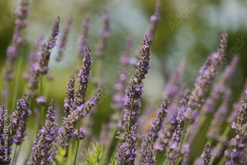 Fototapeta Naklejka Na Ścianę i Meble -  Lavender waves in a gentle breeze in my garden on a warm summer afternoon.
