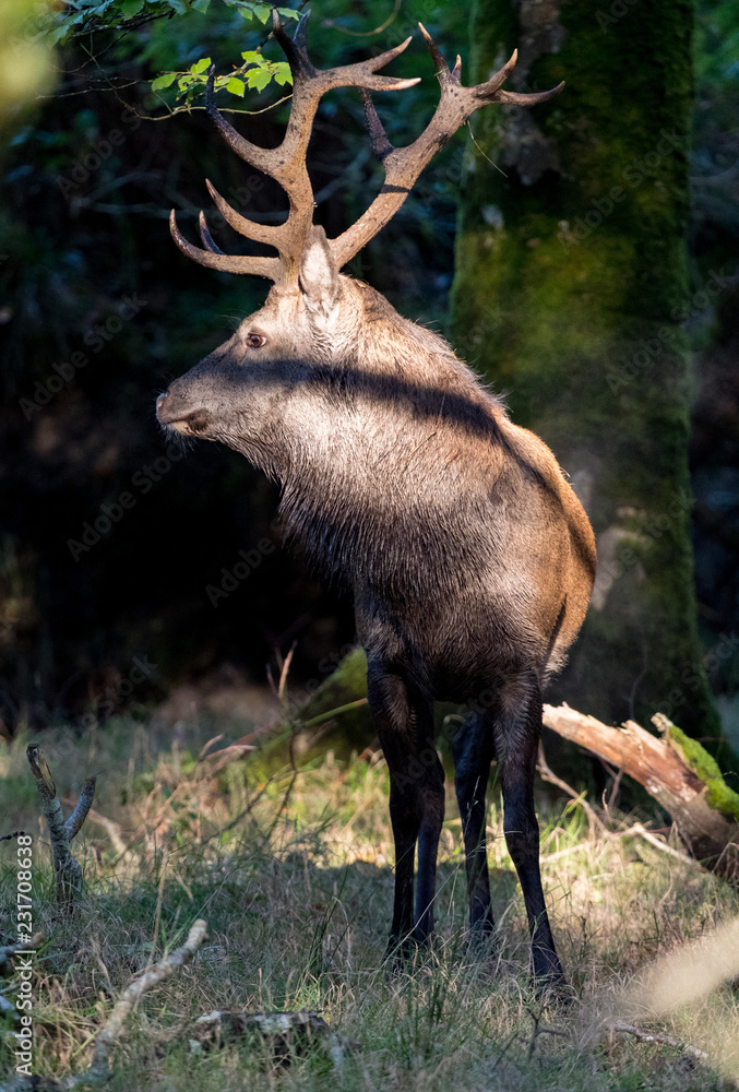 Naklejka premium Portrait of a Powerful Red stag deer lit by sunlight in the forest