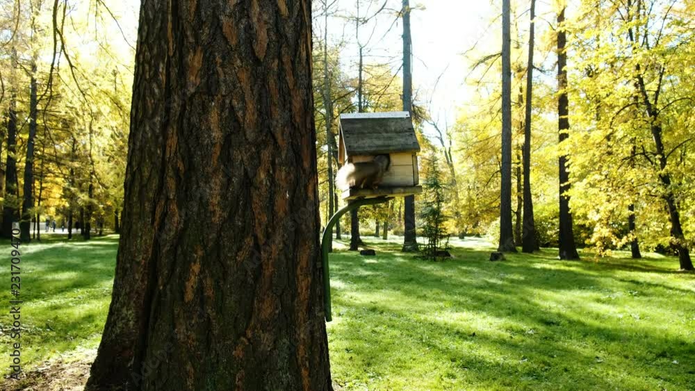 Funny squirrel climbs into the feeder on a tree for a nut in the park Funny squirrel climbs into the feeder on a tree for a nut in the park